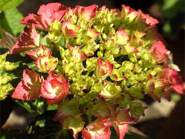 hortensia