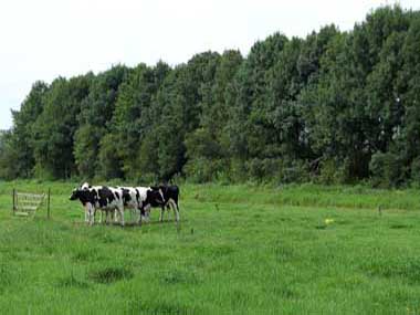 koeien in weiland