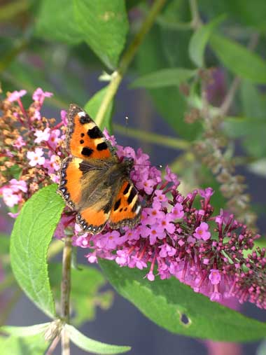 Vlinders komen ook naar Bed and breakfast Groenekan